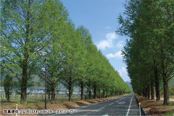 <滋賀>琵琶湖八景「海津大崎」桜クルーズと4㎞続く桜並木散策&メタセコイア並木【明石・三宮出発】2